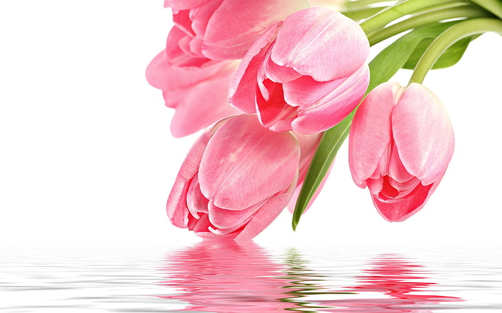 pink petaled flowering plant, flowers, reflection, pink, Tulip, holidays, with love, for You, pink tulips, HD wallpaper