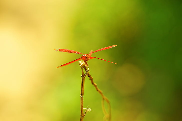 red dragonfly in macro shot photography, dragonfly, macro shot, photography, red, nature, wildlife, hong kong, less  is  more, insect, close-up, HD wallpaper