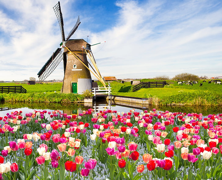 brown windmill surrounded by tulip flower field digital wallpaper, field, the sky, clouds, landscape, flowers, nature, spring, tulips, HD wallpaper
