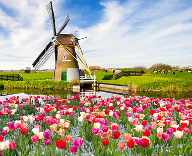 коричневая ветряная мельница в окружении тюльпанов цветок поле цифровые обои, поле, небо, облака, пейзаж, цветы, природа, весна, тюльпаны, HD обои HD wallpaper