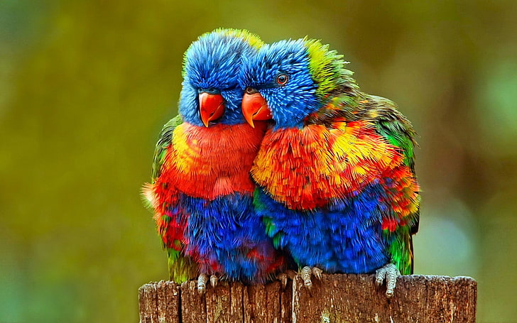 две разноцветные птицы, птицы, радуга лорикет, птица, крупный план, красочные, лорикет, неразлучник, попугай, HD обои