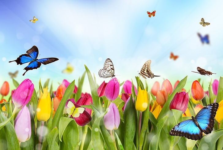 assorted-color butterflies, butterfly, flowers, figure, tulips, colorful, HD wallpaper