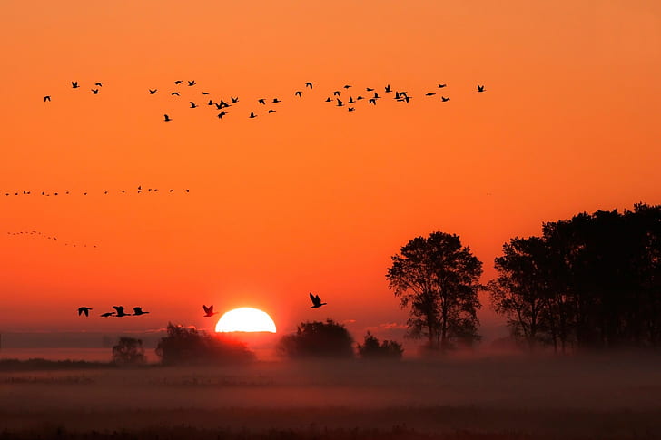 Puesta de sol pájaros y niebla, Puesta de sol, Aves, niebla, Fondo de pantalla HD