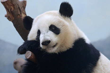 chiot Husky sibérien blanc et noir, ours, animaux, panda, Fond d'écran HD HD wallpaper