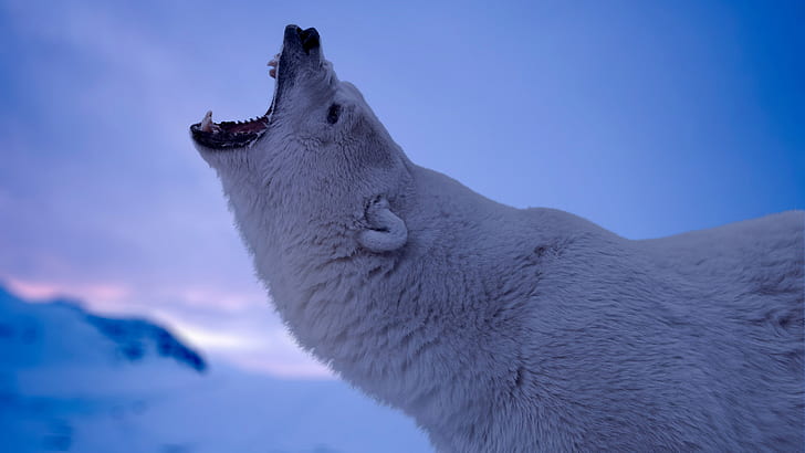 природа, животные, клыки, белые медведи, живая природа, арктика, снег, рев, глубина резкости, HD обои