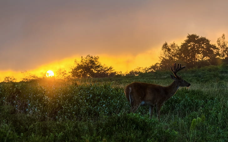 animals, Deer, fields, grass, landscapes, nature, sky, sunlight, sunrise, sunset, HD wallpaper