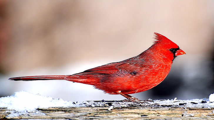 Kardinal, HD-Hintergrundbild