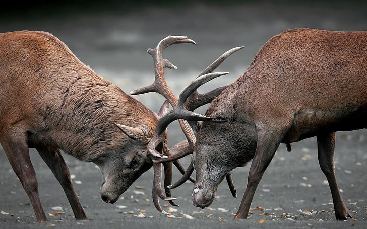 Deers Duel, two brown mooses, Animals, Deer, animal, fighting, HD wallpaper