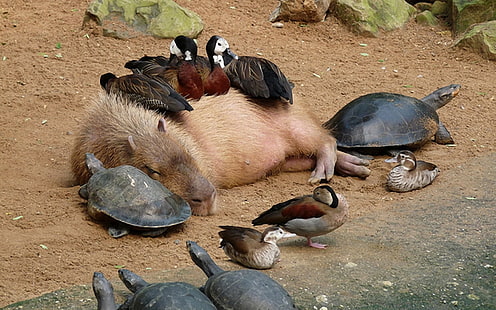 Djur, Capybara, Anka, Sköldpadda, HD tapet HD wallpaper