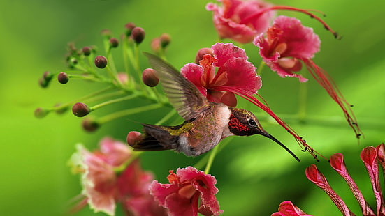 brun kolibri, kolibri, fågel, flyg, vingar, klaff, färg, trä, kvistar, blommor, HD tapet HD wallpaper