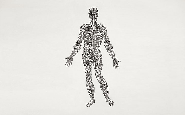 anatomia di uomo schizzo, biologia, scienza, medicina, Sfondo HD