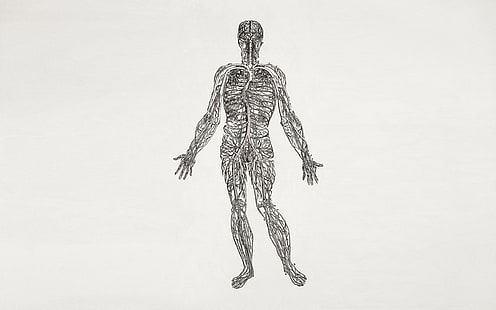 анатомия человека эскиз, биология, наука, медицина, HD обои HD wallpaper