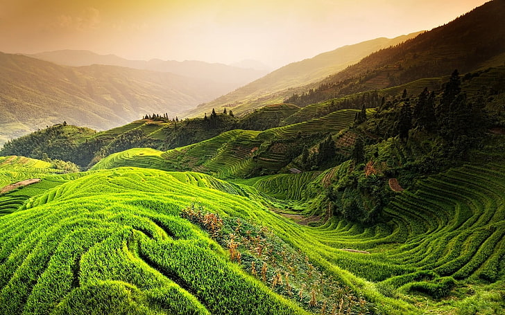 rice terraces field, nature, landscape, rice paddy, China, mountains, mist, trees, field, green, terraces, HD wallpaper