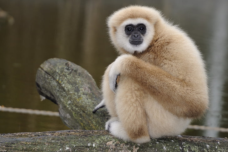ลิงสีน้ำตาลลิงนั่งมองเศร้า, วอลล์เปเปอร์ HD