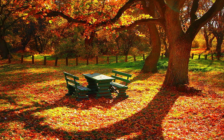 mesa de madeira verde com dois bancos, mesa de piquenique de madeira verde, natureza, outono, floresta, banco, árvores, HD papel de parede