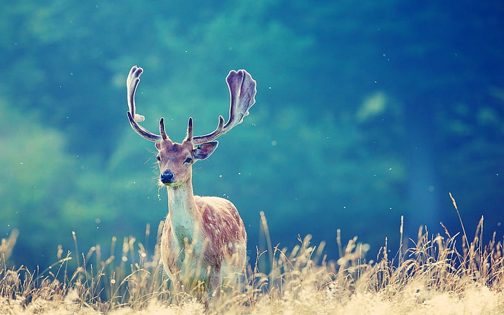 animals, Antlers, Deer, HD wallpaper