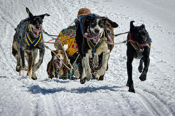 สุนัขลิ้นหิมะวิ่งเลื่อน, วอลล์เปเปอร์ HD