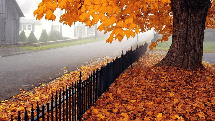 árbol de hojas naranjas, naturaleza, otoño, árboles, valla, Fondo de pantalla HD