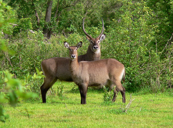 two brown antlers on green grass during daytime, mole, mole, Safari, brown, antlers, green grass, daytime, Africa, road trip, FZ20, Mole National Park, Northern Region, Hotel, antelope, wildlife, Ghana, antelopes, animals, nature, West Africa, Western Africa, Photo, Creative Commons, animal, deer, mammal, antler, animals In The Wild, stag, forest, horned, red Deer - Animal, outdoors, HD wallpaper