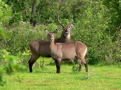 two brown antlers on green grass during daytime, mole, mole, Safari, brown, antlers, green grass, daytime, Africa, road trip, FZ20, Mole National Park, Northern Region, Hotel, antelope, wildlife, Ghana, antelopes, animals, nature, West Africa, Western Africa, Photo, Creative Commons, animal, deer, mammal, antler, animals In The Wild, stag, forest, horned, red Deer - Animal, outdoors, HD wallpaper HD wallpaper