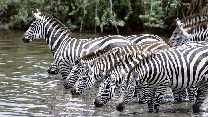 group of zebras, zebras, water, drink, thirst, herd, HD wallpaper