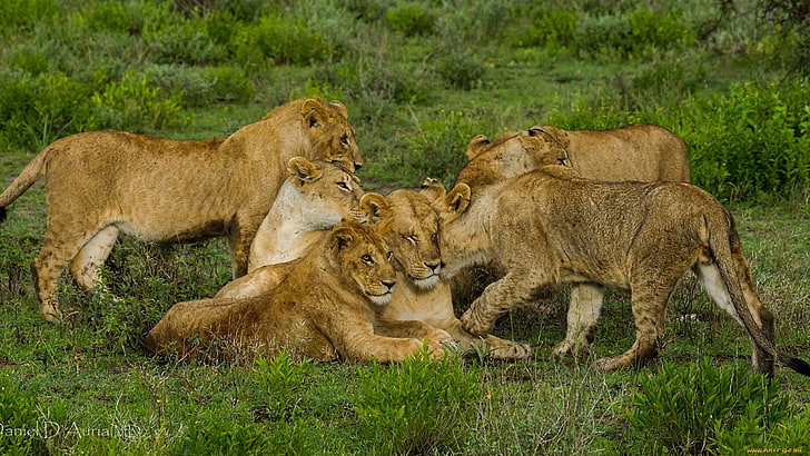lionesses hd, HD wallpaper