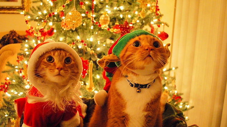 dua kucing oranye berambut pendek, binatang, kucing, Natal, Wallpaper HD