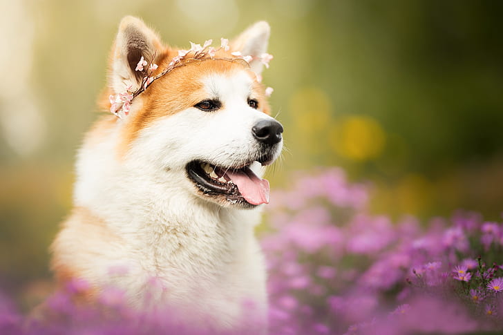 ภาษา, ใบหน้า, ดอกไม้, แนวตั้ง, สุนัข, พวงหรีด, โบเก้, Akita inu, วอลล์เปเปอร์ HD