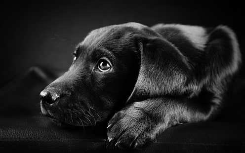 ブラックラブラドール子犬、ラブラドール、ブラックラブラドール。ラブラドール子犬、子犬、 HDデスクトップの壁紙 HD wallpaper