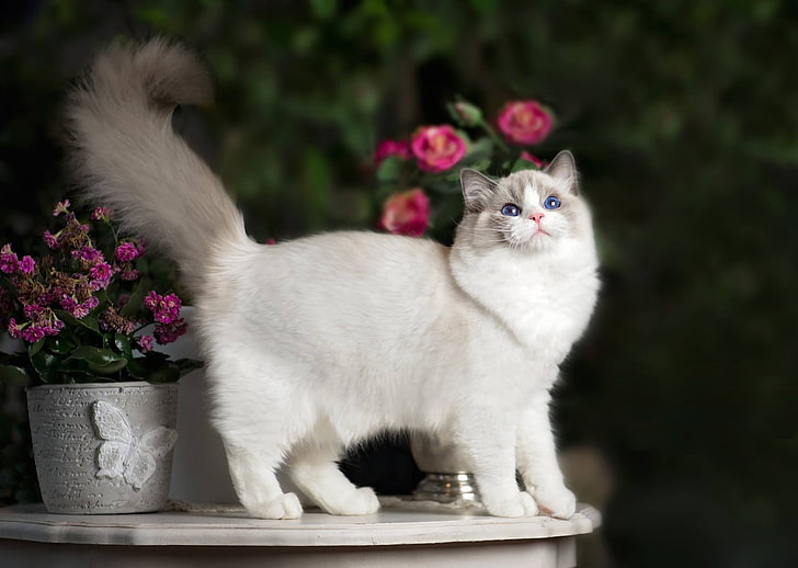 Katze, Blumen, Schwanz, Ragdoll, HD-Hintergrundbild