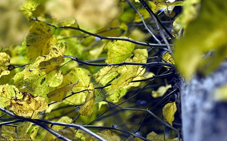 Coloréeme Verde, bosque, naturaleza, hojas, árbol, verde, hermoso, 3d y abstracto, Fondo de pantalla HD