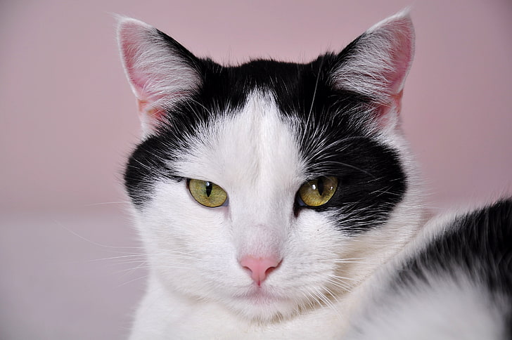 แมวทักซิโด้สีขาวและดำ, แมว, ใบหน้า, ด่าง, วอลล์เปเปอร์ HD