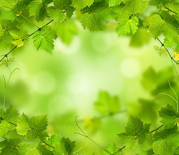 dedaunan, hijau, alam, 4k, Wallpaper HD HD wallpaper