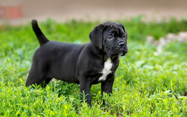 Cachorro Cane Corso raza, perro corto blanco y negro, hierba, cachorro Cane Corso raza, Fondo de pantalla HD