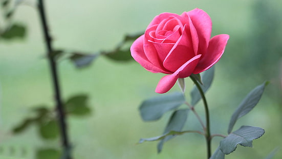 Розовая роза, цветы, листья, розовая роза, цветы, листья, HD обои HD wallpaper