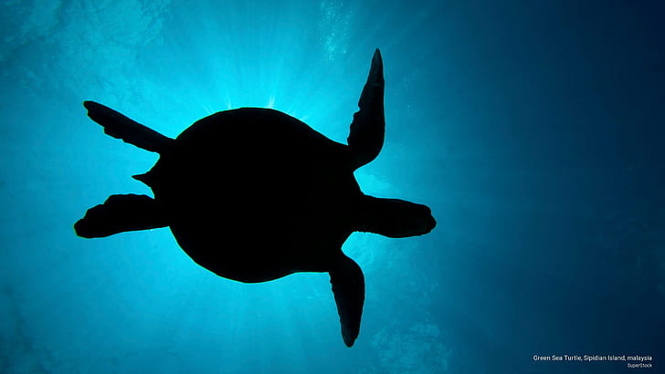 Grön havssköldpadda, Sipidian Island, Malaysia, Ocean Life, HD tapet