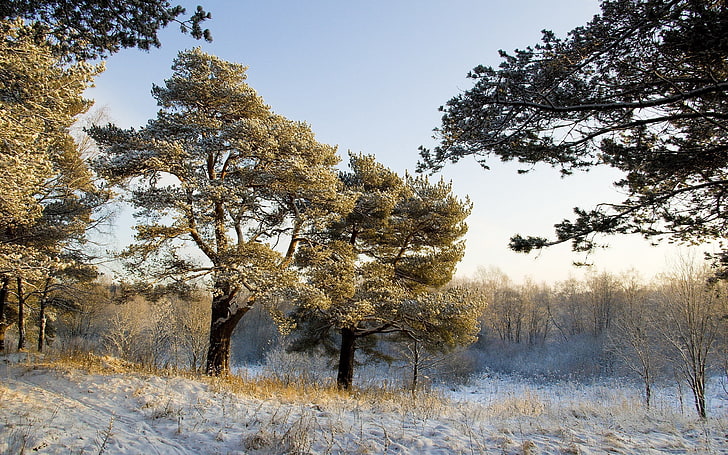 Grüner Baum, Natur, Landschaft, Schnee, Bäume, Wald, Winter, Kiefern, Sonnenlicht, Himmel, HD-Hintergrundbild