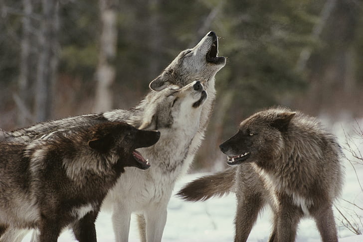 animals, Depth Of Field, pack, snow, winter, wolf, HD wallpaper