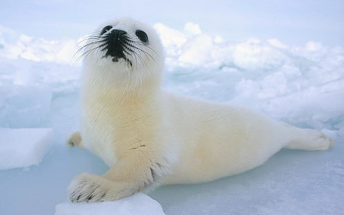 Животное, печать, гренландский тюлень, HD обои HD wallpaper
