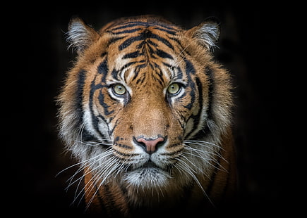 tigre marrom adulto, olhos, rosto, tigre, retrato, predador, HD papel de parede HD wallpaper