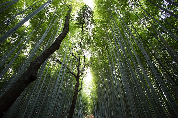 бамбук, лес, природа, растения, HD обои