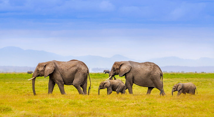 branco di elefanti grigi, paesaggio, montagne, famiglia, Africa, elefanti, Sfondo HD