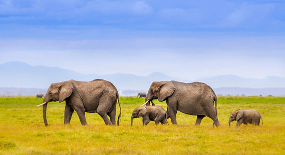 gri filler sürüsü, manzara, dağlar, aile, afrika, filler, HD masaüstü duvar kağıdı HD wallpaper