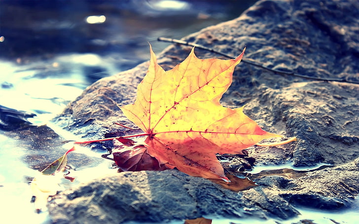 yellow and orange maple leaf, maple leaf on stone, fall, depth of field, leaves, macro, nature, HD wallpaper