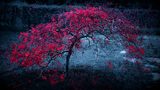 árbol de hoja roja, árboles, hojas rojas, Fondo de pantalla HD HD wallpaper