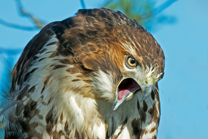Pico de halcón depredador, pájaros, depredador, halcón, pico, mirada, plumas, Fondo de pantalla HD