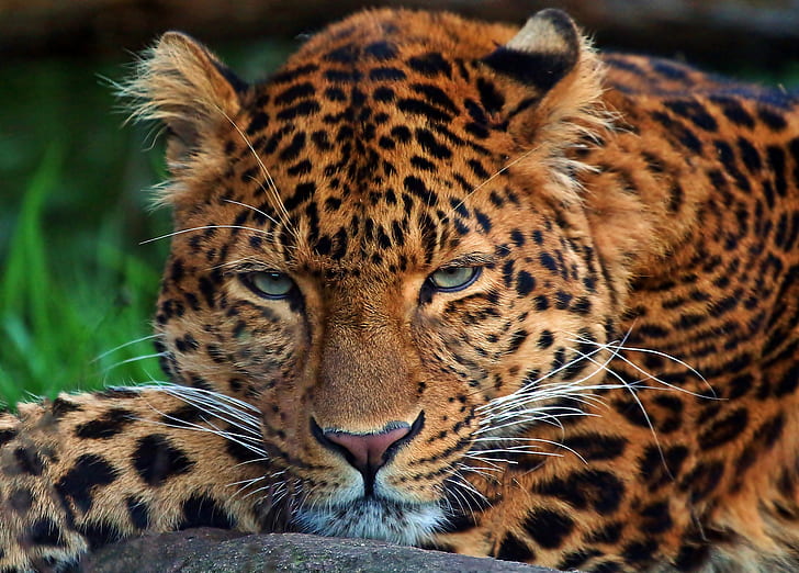 Леопардовые кошачьи глаза, черно-коричневый леопард, глаза, волосы, кошка, леопард, HD обои