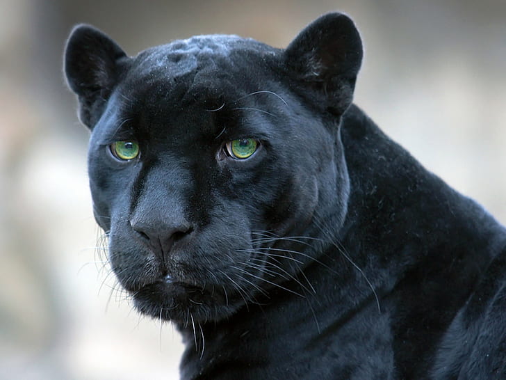 svart, jaguar, panter, HD tapet