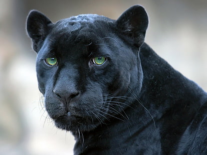czarny, jaguar, pantera, Tapety HD HD wallpaper