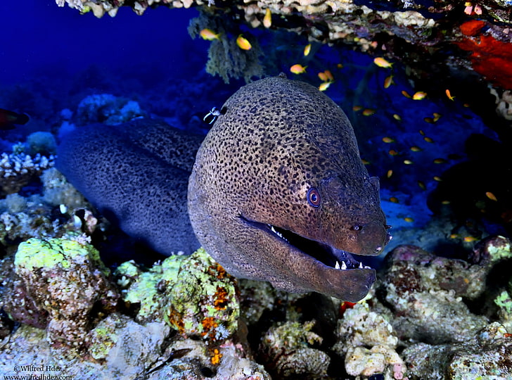 Giant Moray, Red Sea, gray and black murray eel, Animals, Sea, Fish, Underwater, Water, Photography, Reef, Closeup, Corals, Bottom, scuba diving, Marine Species, Red Sea, Giant Moray, HD wallpaper